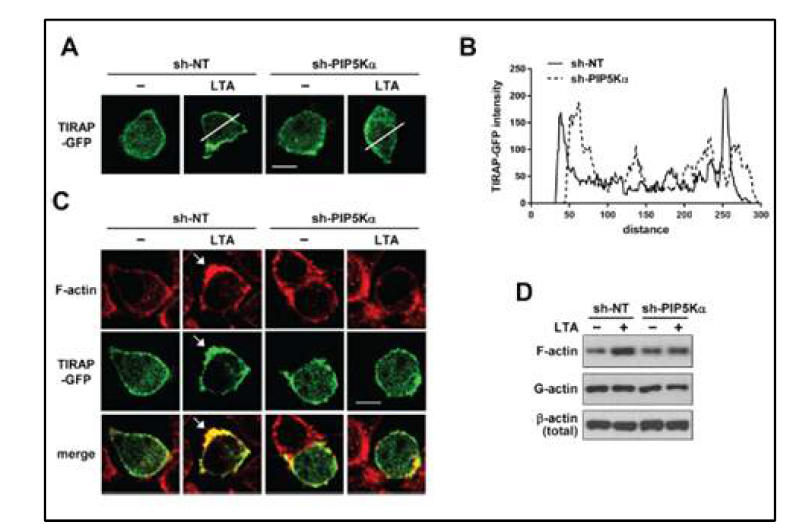 TLR2-dependent TIRAP membrane targeting과 F-actin formation에 미치는 PIP5Ka knockdown의 저해 효과