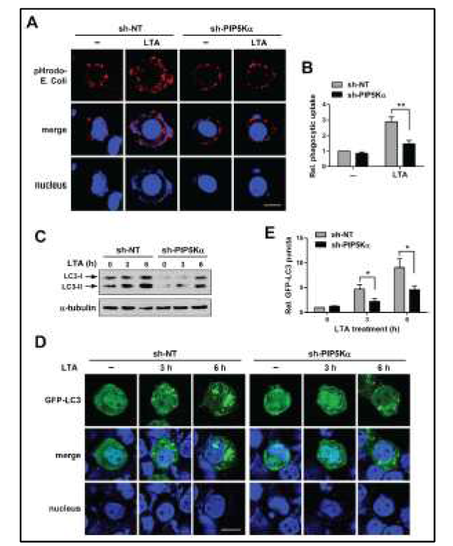 TLR2-dependent phagocytosis와 autophagy에 대한 PIP5Ka knockdown의 저해 효과