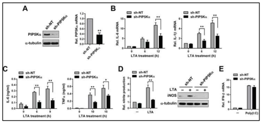 TLR2-dependent 염증반응을 저해하는 PIP5Ka KD 효과