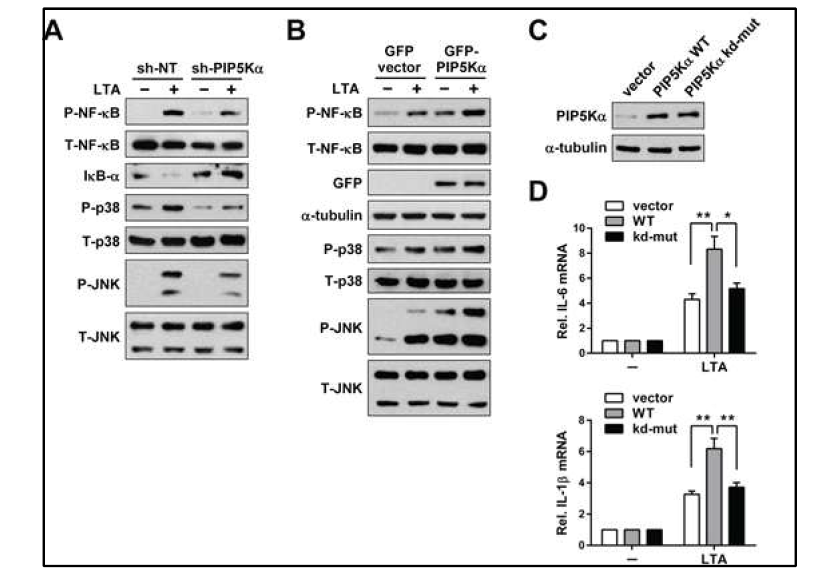 TLR2-dependent 시그널링을 저해하는 PIP5Ka KD 효과