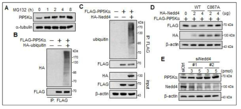 Nedd4에 의한 PIP5Ka의 유비퀴틴-프로테아좀 경유 단백질 분해