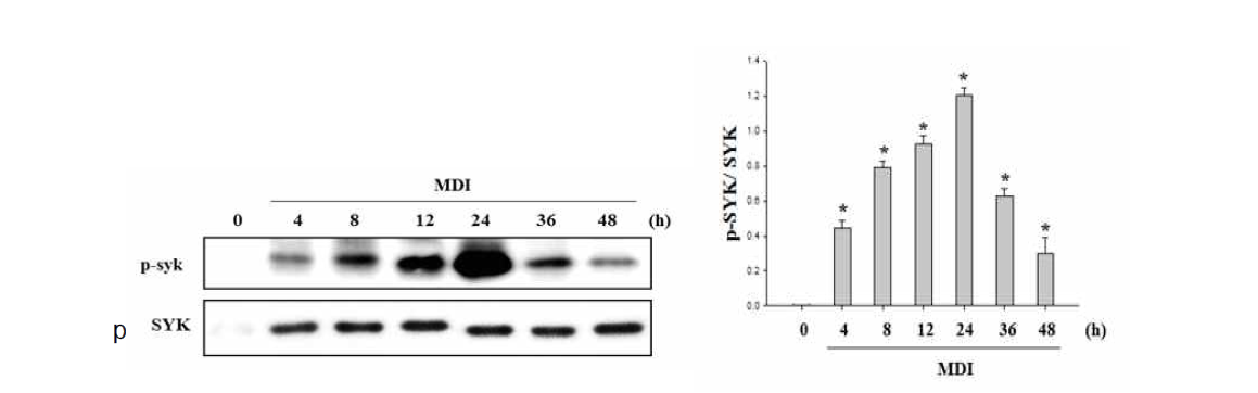 Expression of SYK on early stage of adipocyte differentiation in MDI-stimulated 3T3-L1 cells