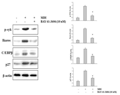 Expression of phospho-SYK, Ikaros, c/EBPβ and p27 in BAY 61-3606-treated 3T3-L1 cells