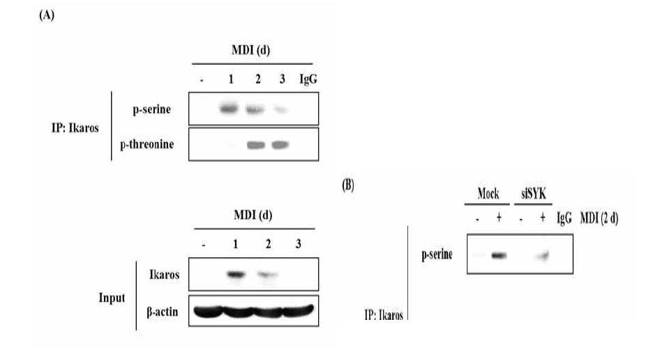 The phosphorylation of Ikaros was determined in MDI-treated 3T3-L1 cells