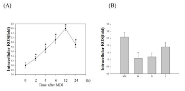 Production of ROS in MDI-stimulated 3T3-L1 preadipocytes