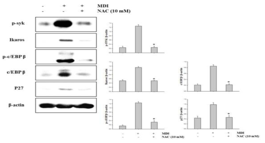 Effect of NAC on expression of Ikaros and MCE in 3T3-L1 cells