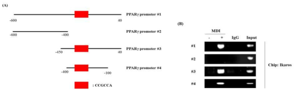 Ikaros interacts with PPARγ2 promoter in MDI-treated 3T3-L1 cells