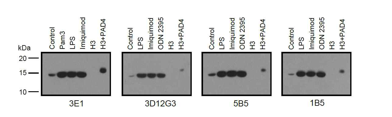 Toll-like receptor 자극된 수지상세포에서 anti-citrullinated histone H3 antibodies를 이용한 histone H3 시트룰린화 검출. 4종류의 다른 클론들을 웨스턴블랏팅 방법으로 테스트한 결과. H3, recombinant histone H3