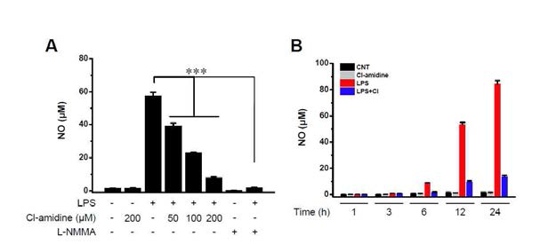 Cl-amidine suppresses NO generation in LPS-treated DCs. (A) DCs were stimulated with LPS (0.1 μ g/ml) with or without Cl-amidine for 24 h. (B) DCs were stimulated with LPS with or without Cl-amidine (200 μM) for the indicated lengths of time. Quantitative NO levels are represented by bars