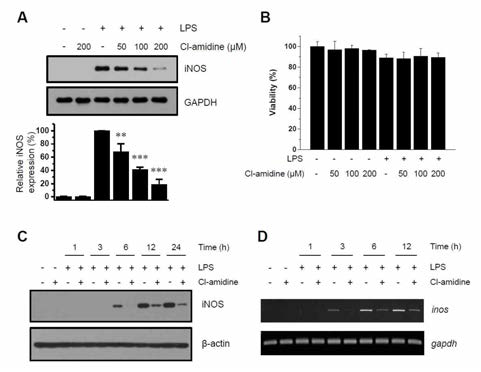 Cl-amidine suppresses iNOS induction in LPS-treated DCs. LPS (0.1 μg/ml)-treated or -untreated DCs were cultured in the absence or presence of Cl-amidine for 24 h. (A) iNOS expression was detected by Western blotting with an anti-iNOS antibody. (B) Cell viability was measured using a CCK-8 staining. (C) In the absence or presence of Cl-amidine (200 μM), DCs were incubated with LPS (0.1 μg/ml) for the indicated lengths of time. iNOS expression was detected by Western blotting with an anti-iNOS antibody. β-actin was used as the loading control. (D) In the absence or presence of Cl-amidine (200 μM), DCs were incubated with LPS (0.1 μg/ml) for the indicated lengths of time. mRNA levels of inos and gapdh were analyzed by RT-PCR