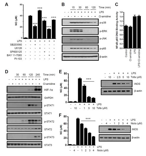 Cl-amidine does not affect MAPK/NF-κB signaling, but attenuates STAT activation. (A) After pretreatment with SB203580 (p38 inhibitor), U0126 (ERK inhibitor), SP600125 (JNK inhibitor), BAY 11-7085 (NF-κB and IκBα inhibitor), or PI-103 (PI3K inhibitor) for 2 h, DCs were incubated with LPS for 24 h. NO was measured by ELISA. (B-D) Expression levels of phosphorylated p38, ERK, JNK, p65 (B), HIF-1α, STAT1, and STAT3 (D) were probed by Western blotting. (C) After DCs activated for 1 h, DNA binding activity of NF-κB p65 were measured by ELISA. (E, F) After pretreatment with tofacitinib (E: Tofa; JAK inhibitor) or niclosamide (F: Niclo; STAT inhibitor), NO and iNOS expression were measured by ELISA and Western blotting