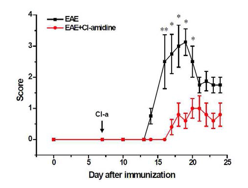 MOG33-55 펩타이드로 유도된 EAE 모델에서 Cl-amidine 효과 관찰. 10 mg/Kg Cl-amidine의 복강 주입시 EAE 병변이 완화됨을 확인하였음