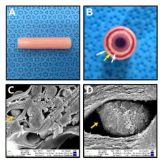 A-B. 제작된인공혈관의 외경과 단면, C-D. 줄기세포와 함께 프린팅 된 알지네이트 층의 SEM(Scanning Electron Microscope, 전자현미경, X2.00K, X10.00K)이미지