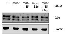miRNA발현에 따른 G9a의 발현