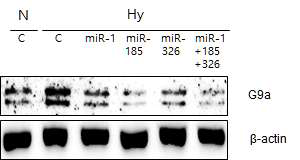 저산소 미세환경에서 miRNA에 의한 G9a의 발현