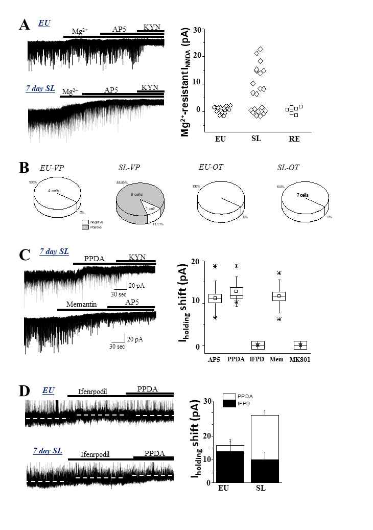 SL induced Mg2+-resistant tonic NMDA current (INMDA) in a cell-type dependent manner. A, representative current traces showing Mg2+-sensitive and Mg2+-resistant INMDA of SON MNCs from euhydrated (EU) and 7 day salt load (SL) rats (left). Amplitudes of Mg2+-resistant INMDA are summarized (rignt). B, Summarized frequency of the cells showng Mg2+-resistant INMDA in EU and SL vasopressin (VP) and oxitocin (OT) neuron. C. Representative current traces showing pharmacology of Mg2+-resistant INMDA (left) in SL-VP. Summarized INMDA sensitivity to various NMDAR antagonists. D. Representative current traces showing Mg2+- resistant INMDA ito ifenprodil and PPDA at depolarized membrane potentials (-40 mV) in SL-VP (left). Amplitudes of Mg2+-resistant INMDA blocked by the two antagonists are summarized (right)