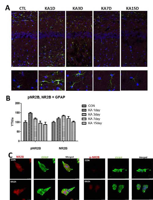 Expression of NR2B and pNR2B in KA treated brain and cultured astrocytes. Representative photomicrographs showing that KA increased pNR2D (A) are summarized (B). Similar increase in pNR2B in cultured astrocytes. Nuclei were counterstained with DAPI (blue)