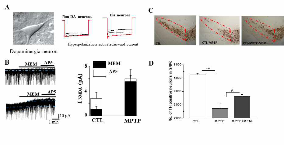 Mg2+-resistant INMDA regulates MPTP-induced dopamine cell death. A, Dopamine neurons characterized by hyperolarization-activated inward current. B. Memantine uncovered Mg2+-resistant INMDA in dopamine neurons from MPTP-injected mice. C. Representative photos showing that mementine inhibit MPTP-induced cytotoxicity of dopamin neurons. D Protective effects of memantine on MPTP-induced cell death are summarized in bar graph