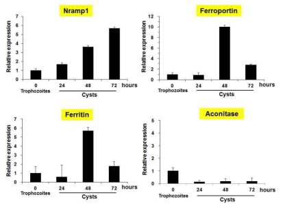 qRT-PCR을 이용한 가시아메바 영양형 및 포낭형에서 각 철 이온 조절 단백질 발현 양상의 변화 확인. 영양형에서 해당 유전자의 transcript level에 대한 상대적인 변화량(fold)을 나타냄. GAPDH를 control로 사용