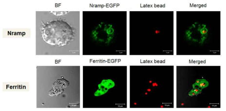 가시아메바 Nramp (위), ferritin (아래) 단백질의 세포내 발현 양상. scale bar, 5 μm (Nramp), ferritin 사진의 bar는 10μm