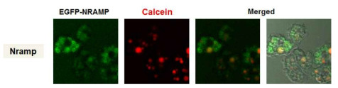 Calcein을 이용한 가시아메바 세포내 철(Fe) 이온 분포확인 및 Nramp 발현과 비교