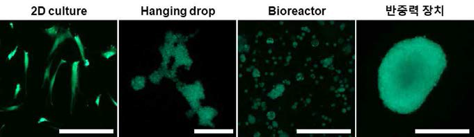 FDA/EB을 이용한 세포 생존도 결과 비교 (Green : live cell, Red : dead cell, scale bar=300um)