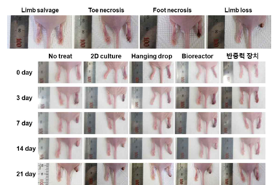 하지허혈 모델 치료효과 예시 사진 (상단) 및 군별 외형 치료효과 대표사진 (하단)