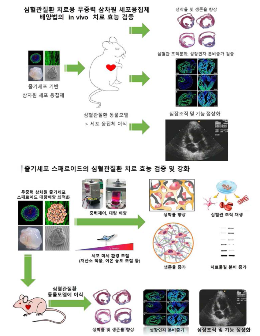 2단계 in vitro 및 in vivo 연구 진행 세부 내용