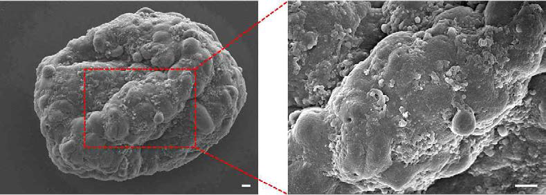 SEM으로 확인한 무중력 삼차원 배양기에서 12시간 배양 시에 형성된 응집체 (scale bar=10um)