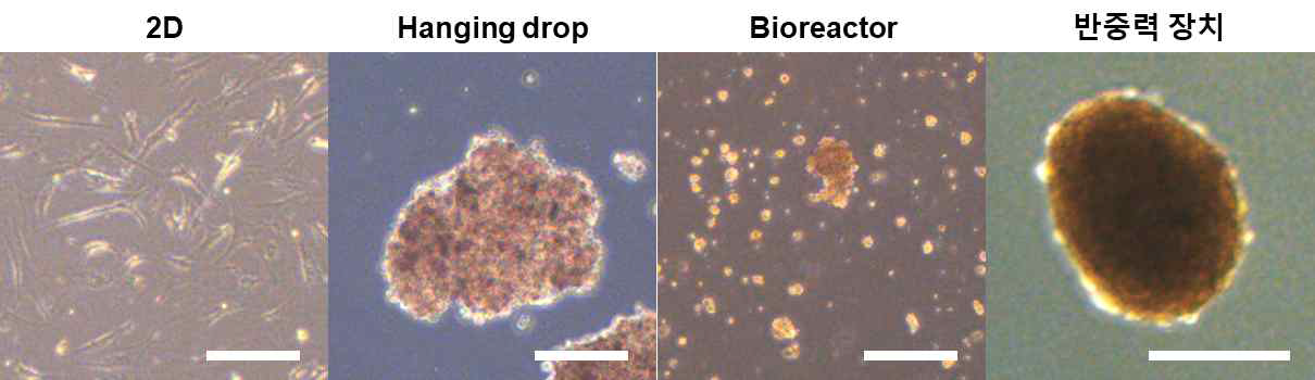 기존 이차원 배양 및 삼차원 부유 배양법의 12시간 배양 시 세포의 모습과 반중력 장치를 이용해 형성된 응집체의 모습 (scale bar=300um)