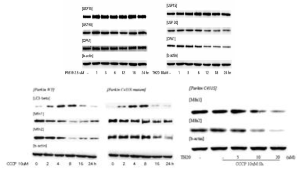 The protective effects of TH20 against CCCP-induced mitophagy dysfunction parkin mutant HeLa cells