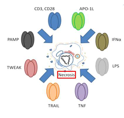 TNF-α의 necroptosis 관여