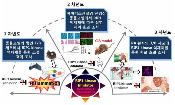 면역염증질환에서 RIP1 kinase inhibitor를 통한 병인 림프구 동시 조절 기전 및 치료효과 연구