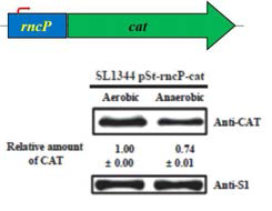 혐기성 조건과 호기성 조건에서 CAT 단백질의 발현량 변화