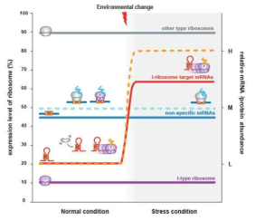 I-rRNA에 의해서 매개되는 우선적 mRNA 선택 조절 모델 기작