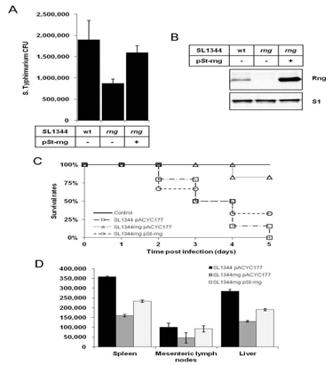 RNase G와 살모넬라균의 병원성과의 상관성 A. 각 균주의 침투성 능력 측정. B. 웨스턴블롯을 통한 각 균주에서 RNase G 발현 확인. C. 각 균주에 감염된 쥐의 생존율 측정. D. 감염된 쥐의 장기에서 각 균주의 CFU 측정