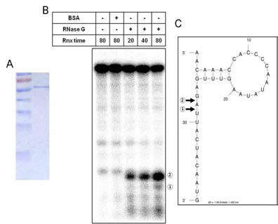 시험관내에서 hns mRNA 분해 A. 살모넬라균에서 추출한 RNase G 확인. B. 시험관내에서 hns mRNA 분해 실험. C. hns mRNA의 2차구조 모식도