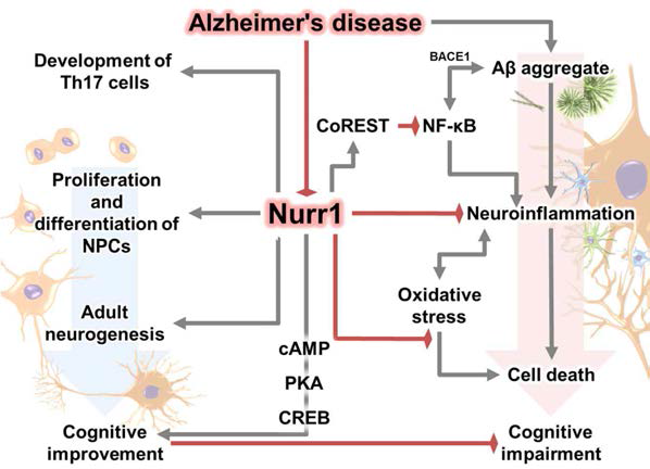 알츠하이머병에서 Nurr1의 가능한 역할에 대한 개요