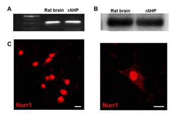 성체 랫드 해마 신경 전구세포(rat hippocampal neural precursor cell, rAHP)에서 Nurr1의 발현