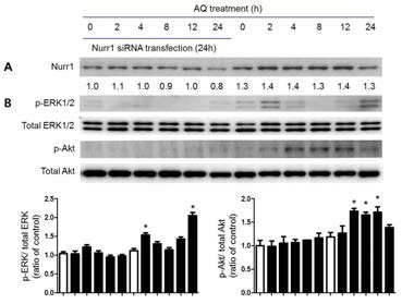 rAHP에서 siRNA 또는 AQ를 처리했을 때 ERK1/2와 Akt 신호전달 경로의 인산화 변화