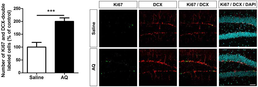 AQ를 투여한 마우스의 성체 해마의 차이아랑에서 DCX와 Ki-67의 면역활성증가