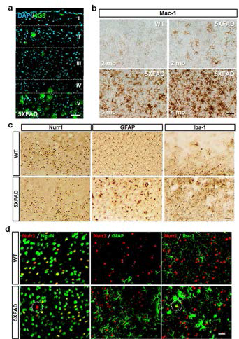 알츠하이머병 동물모델의 염증상황에서 미세아교세포의 활성화와 Nurr1 발현의 발현