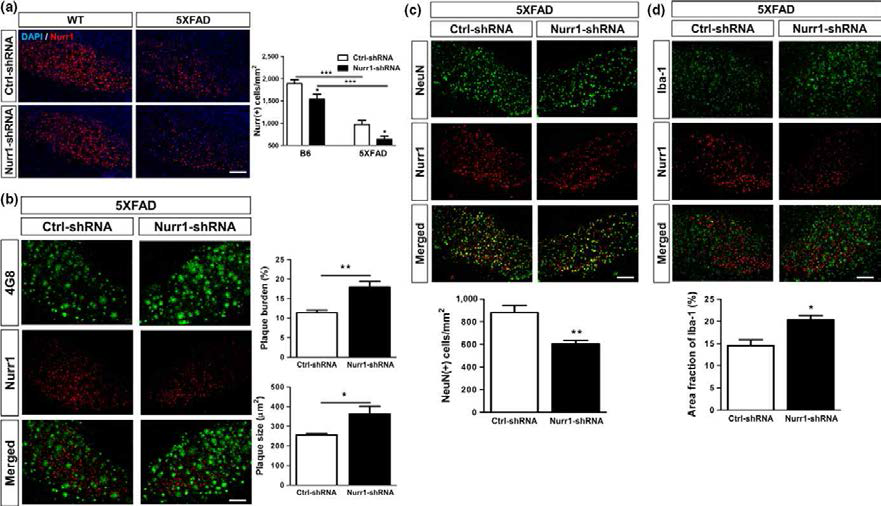 5XFAD 마우스의 해마이행부에서 Nurr1의 감소는 알츠하이머병의 증상을 악화시킴