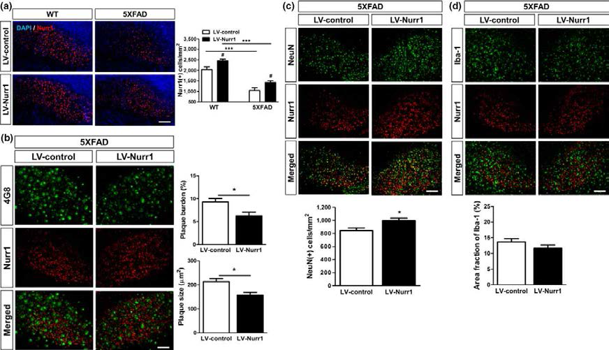 5XFAD 마우스의 해마이행부에서 Nurr1의 발현증가는 알츠하이머병의 증상을 개선시킴