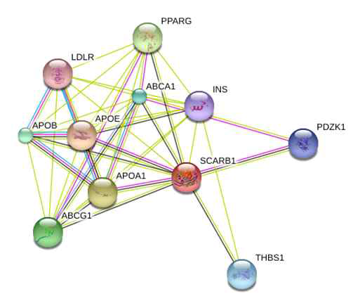 has-miR-233-3p의 주요 target 인 SCARB1의 network 분석