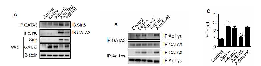 조직내 SIRT6와 GATA3의 상호작용과 deacetylaion