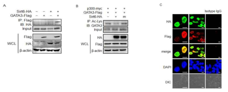 SIRT6과발현에 따른 GATA3와의 상호작용