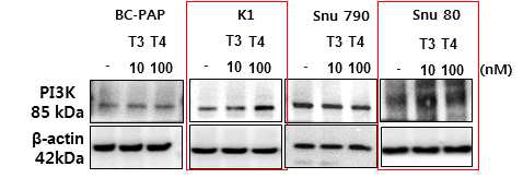 T3/T4- αvβ3 integrin receptor 의 downstream signaling molecule인 Src, PI3K (Akt), Erk1/2 중 phospho-PI3K 발현을 확인한 결과 K1, Snu80 세포주에서 호르몬에 의해 p-PI3K발현이 증가됨을 확인함
