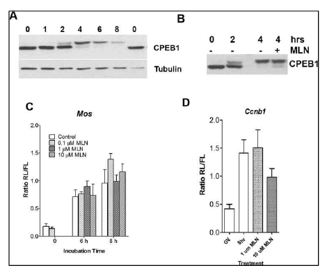 Aurora A kinase inhibitor가 CPEB의 translation 조절에 미치는 효과