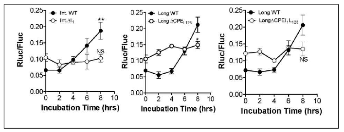 Cyclin B1의 3가지 UTR의 CPE 변이에 의한 발현 양상 변화
